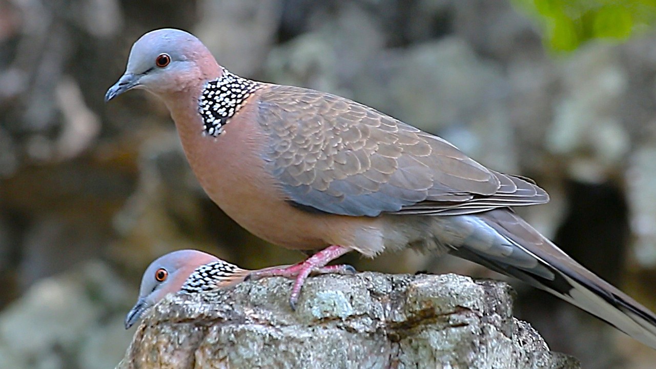 Playful Spotted Doves