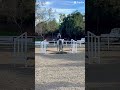 I LOVE YALL SO MUCH!! #fypシ #horse #equestrian