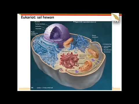 Biologi Dasar TPB: Biowisata Sel #StayHealthy