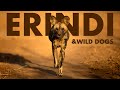 Last refuge of african wild dogs  full episode