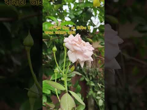 আমার দিনগুলি সব যায় হারিয়ে আঁধারে#youtubeshorts #shortsfeed #viralshort  #flowers #song🌷💐
