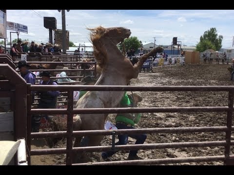 Thumbnail for One TOUGH Wild Horse Race - 2018 Miles City Bucking Horse Sale - 3rd Race