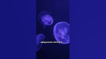 What If You Could Live Forever? 🧬 | Immortal Jellyfish Explained