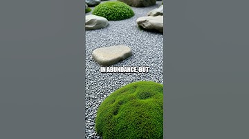 The Rhythm of Simplicity: The Taoist Perspective