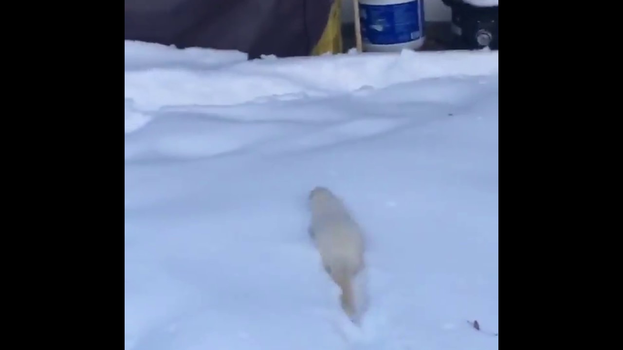 Ferret jumping in the snow YouTube