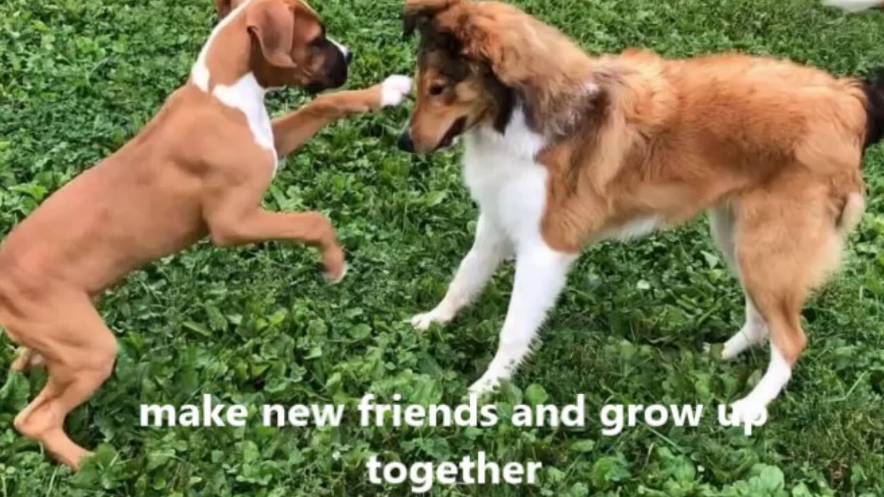 Dog Kennels near me Nazareth Jonas Effort Gilbert Bangor East