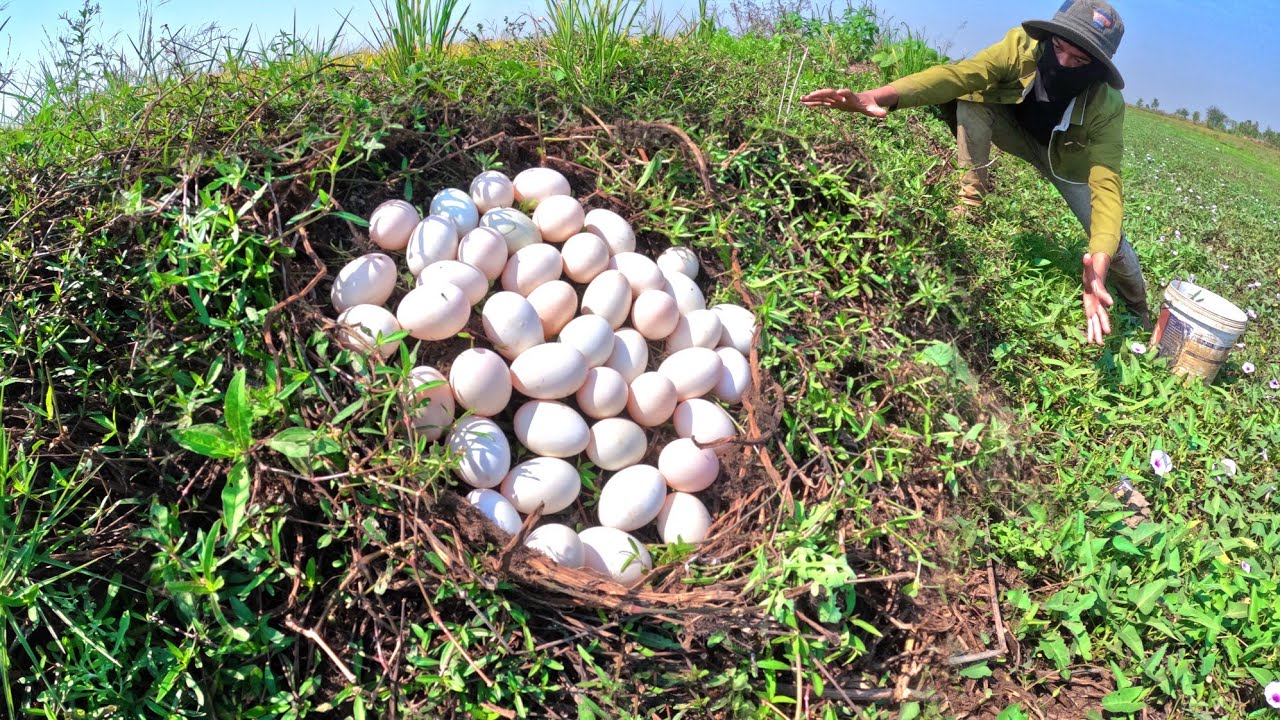 video skills, A lot of duck eggs in rice field pick by hand - YouTube