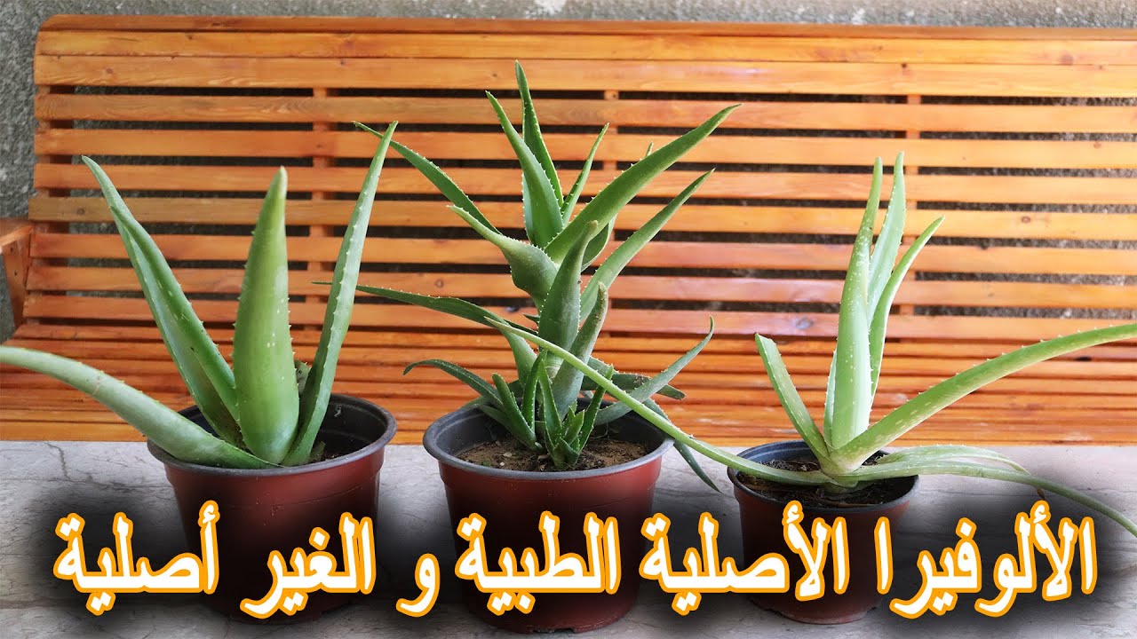 إكتشف الالوفيرا الأصلية الطبية و الغير أصلية