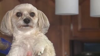 Westlake family says Camp Bow Wow dog sitter snooped through home
