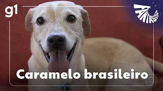 Fantastic: the science behind Brazilian caramel, the country's most beloved mixed-breed dog.