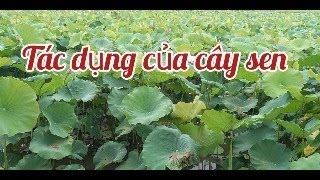 công dụng của cây sen