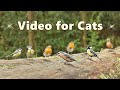 Videos for Cats ~ Bird Sounds Delight ⭐ 8 HOURS ⭐ NEW
