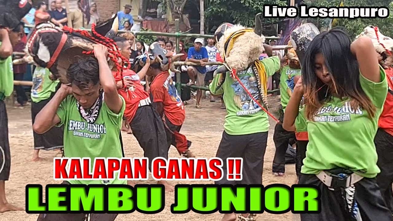 LEMBU JUNIOR KALAP KLUYURAN KE KALI LESANPURO KEJAR BOCIL BOCIL NAKAL SRUITAN