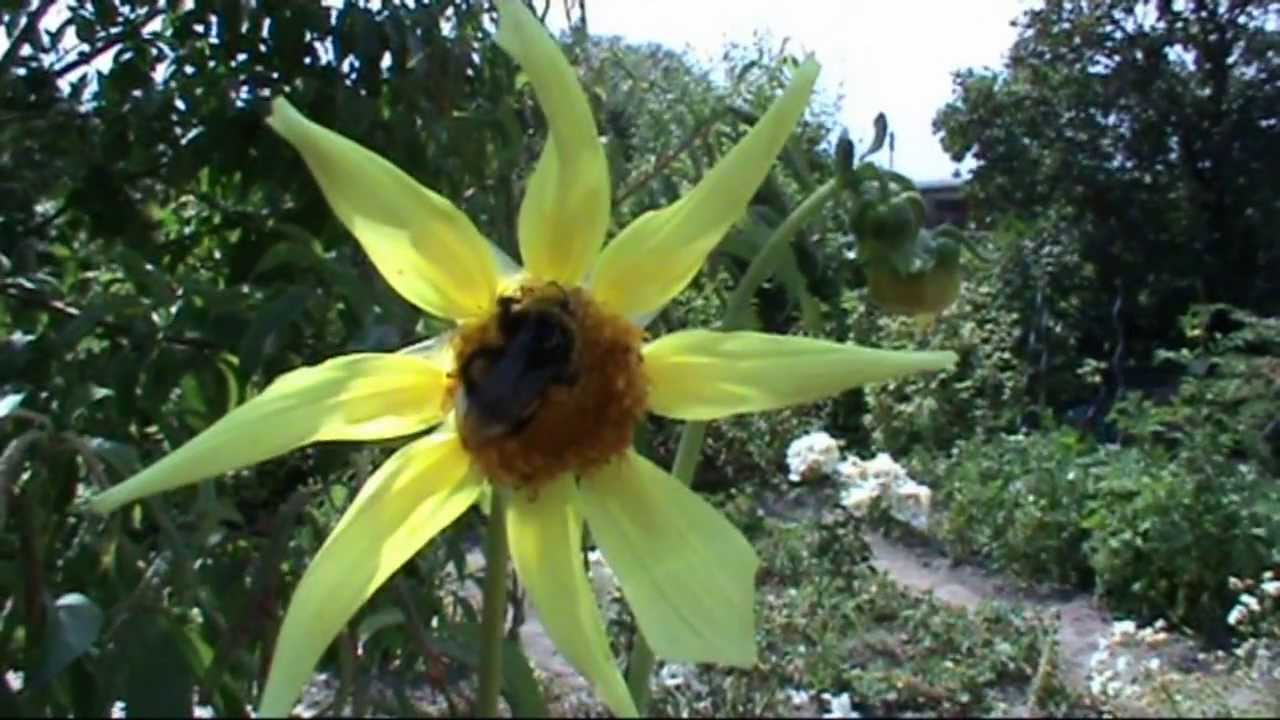 Flug der Hummel Zeitlupe (Bumble Bee slow motion)