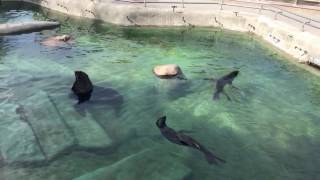 Морские котики в зоопарке