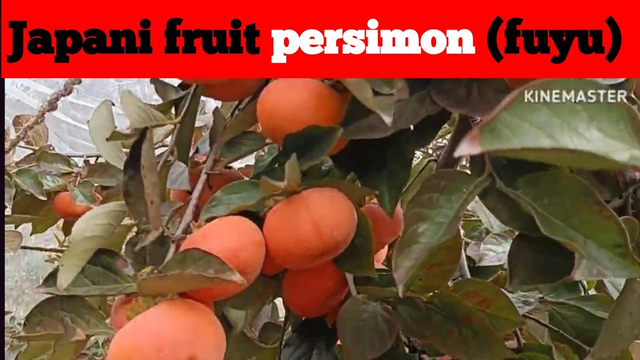 Japani fruit persimon (fuyu)best variety/fuyu variety suitable hot climate @Helpgardening123