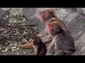 Punch Like A Boss Baby 🐵😜 Unmissable Update Of His Many Adorable & Funny Adventures 🥰🤣 🫶✨️💥👀🙊