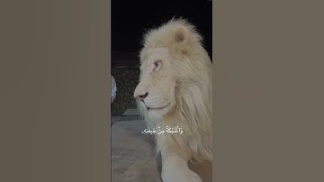 هو الذي يريكم البرق خوفاً وطمعاً وينشئ السحاب الثقال|اسلام صبحي|تلاوة جديدة|سورة الرعد|#قرآن #راحة