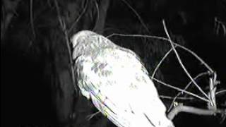 Starr Ranch 10/3/12 ~ Male Owl on Branch 2 am pst