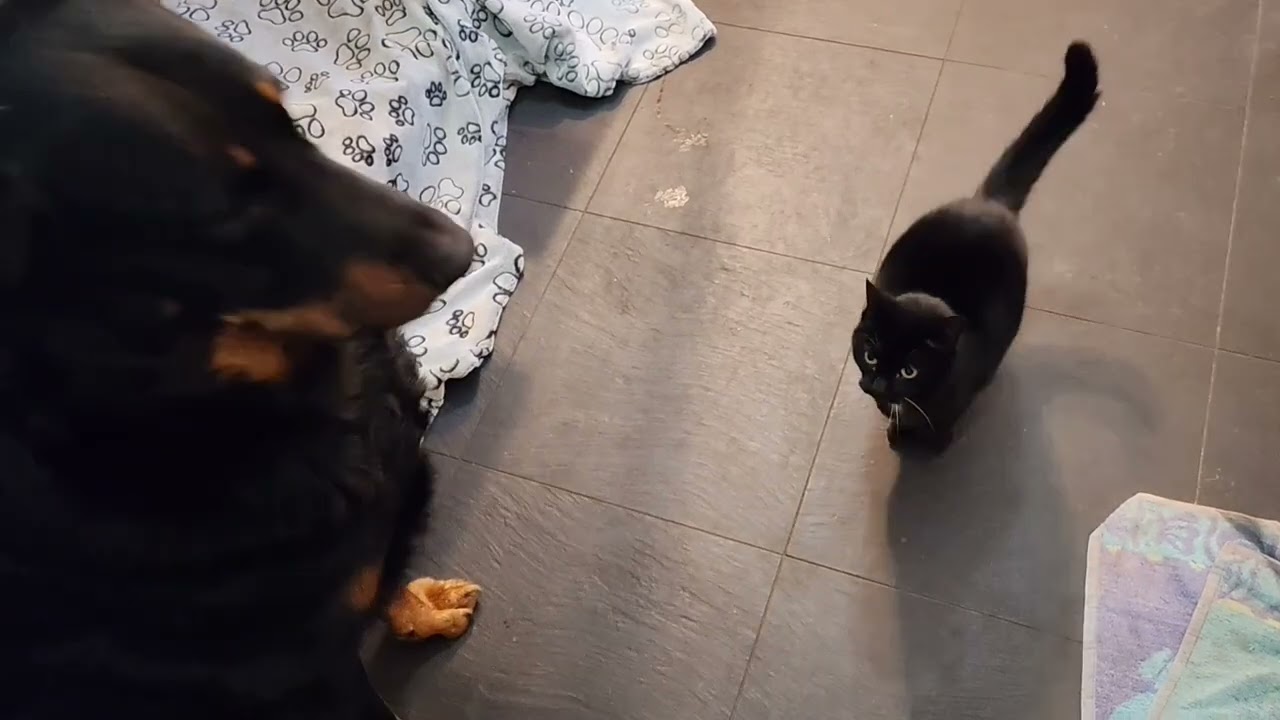 Beauceron et chat, le assis 