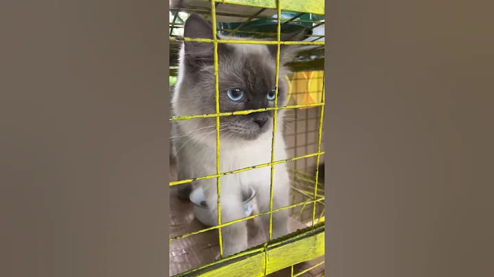 Video 10415471: siamese cat pets kitten, siamese cats pets cute, siamese cat funny kitten, siamese cat animals pets