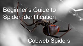 Beginner's Guide to Spider ID Episode 3: Cobweb Spiders