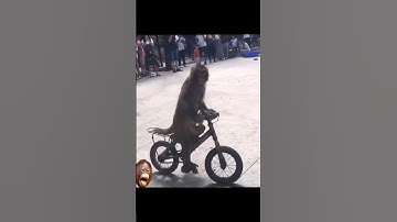 When monkey laughs at monkey. 🤣 #funny #viral #funnyvideo
