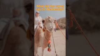 The Camel Said What!? 😂😏 HAPPY HUMP DAY