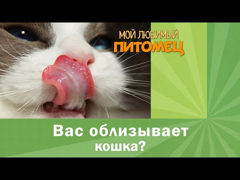 Почему кошки облизывают вас и друг друга?