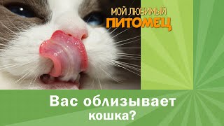 Почему кошки облизывают вас и друг друга? Почему кошки облизывают вас и друг друга?