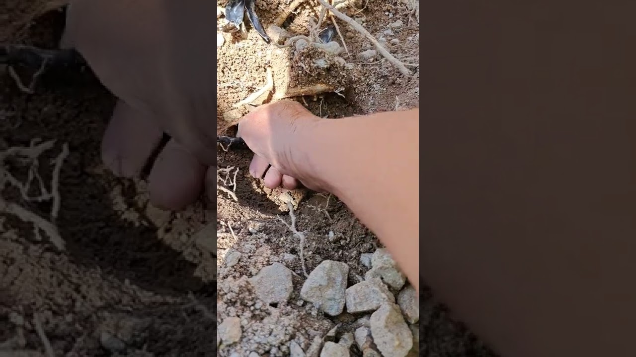 Pt.1) how to repair a broken drip irrigation tube