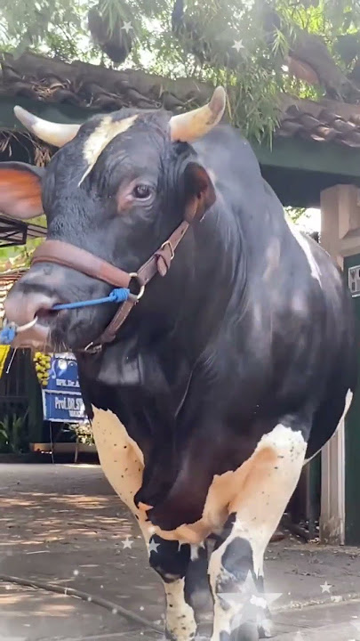 INILAH 3 ARTIS YANG KURBAN SAPI JUMBO DI TAHUN 2024 #shorts #sapi #cow #kurban #artis #shortvideo