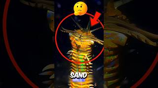 If the Sand Moves… RUN 😨 | The Hidden Killer Beneath Your Feet #USA