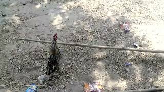 Beautiful White Rooster Crowing