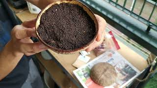 Grow and Eat Your Microgreens using coconut shells (Coconut Grow Kit)