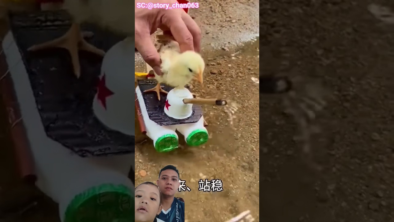 ANAK AYAM MAU JALAN JALAN⁉️story_chan063