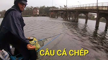 Câu cá chép ngày mưa rét tại hồ toàn cá rô phi