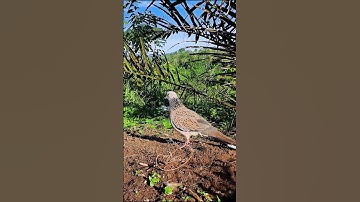 SANG PIKAT TERKUKUR #tekukurnusantara #balam #tekukursultan #tekukur #burung #derkukur #shorts #reel