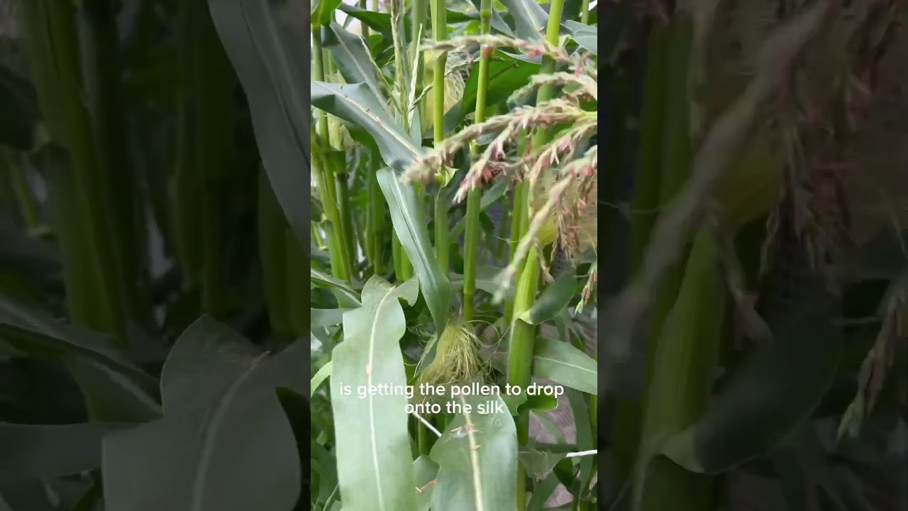 How to grow full ears of corn: hand pollination 