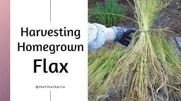 Was this Flax Worth the Patience?