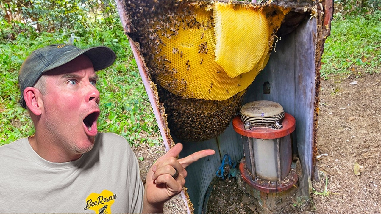 We Found A Huge Hive On A Crowded Trail