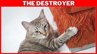 7 Types of Cat  - Which Personality Describes Your Cat (Funny)