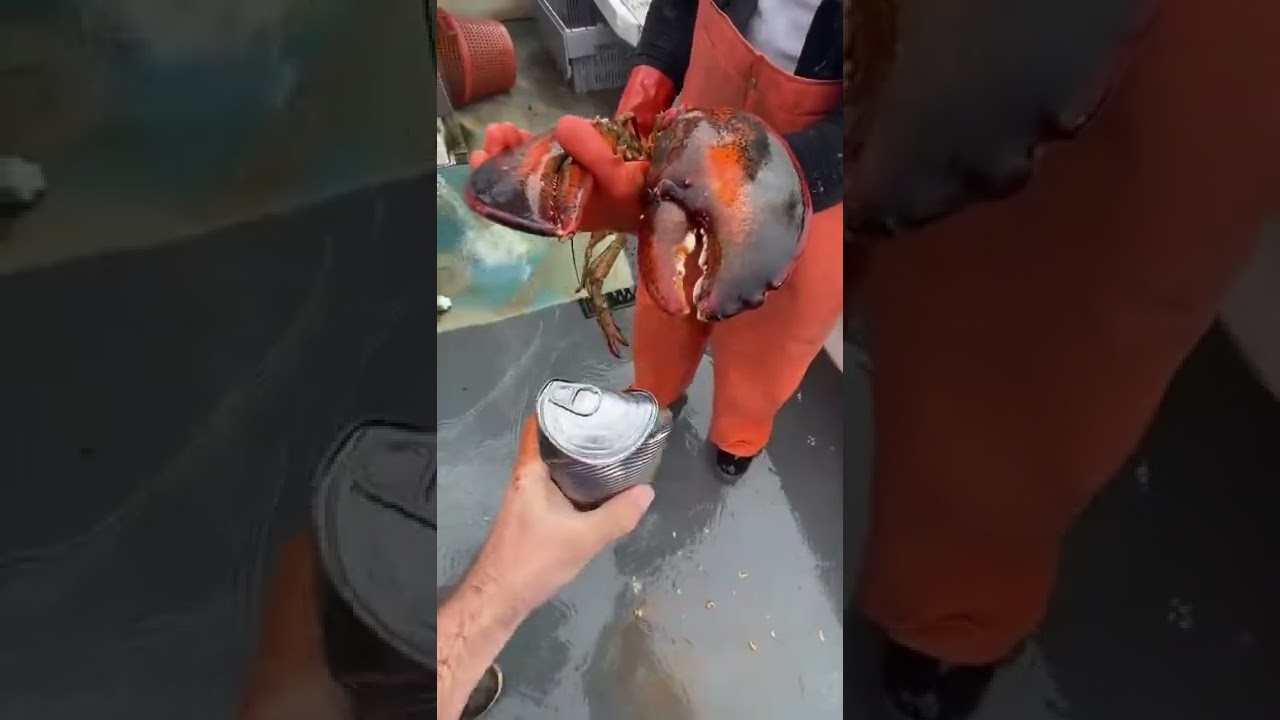 Crab crash crazy videos 😱 🔥🔥🔥🔥 