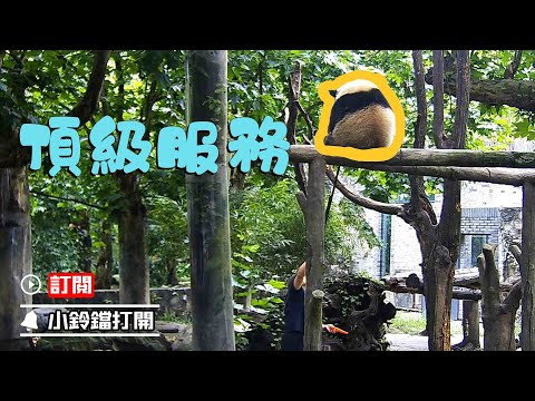 《熊貓早晚安》送到嘴邊的外賣 | iPanda熊貓頻道