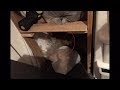 Sleeping fox in cupboard (UK) - BBC London News - 17th December 2019