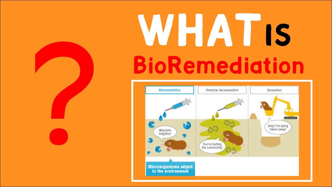 What is Bio-Remediation ? Environmental Science