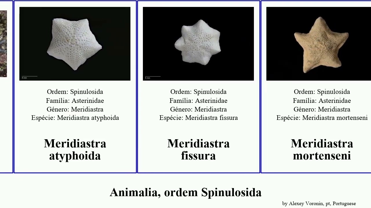 Animalia, ordem Spinulosida meridiastra aquilonastra anseropoda antarctica rosacea granulosa donia