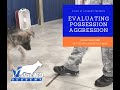 Dog trainer evaluates puppy for resource guarding | possession aggression | Valor K9 Dog trainer evaluates puppy for resource guarding | possession aggression | Valor K9