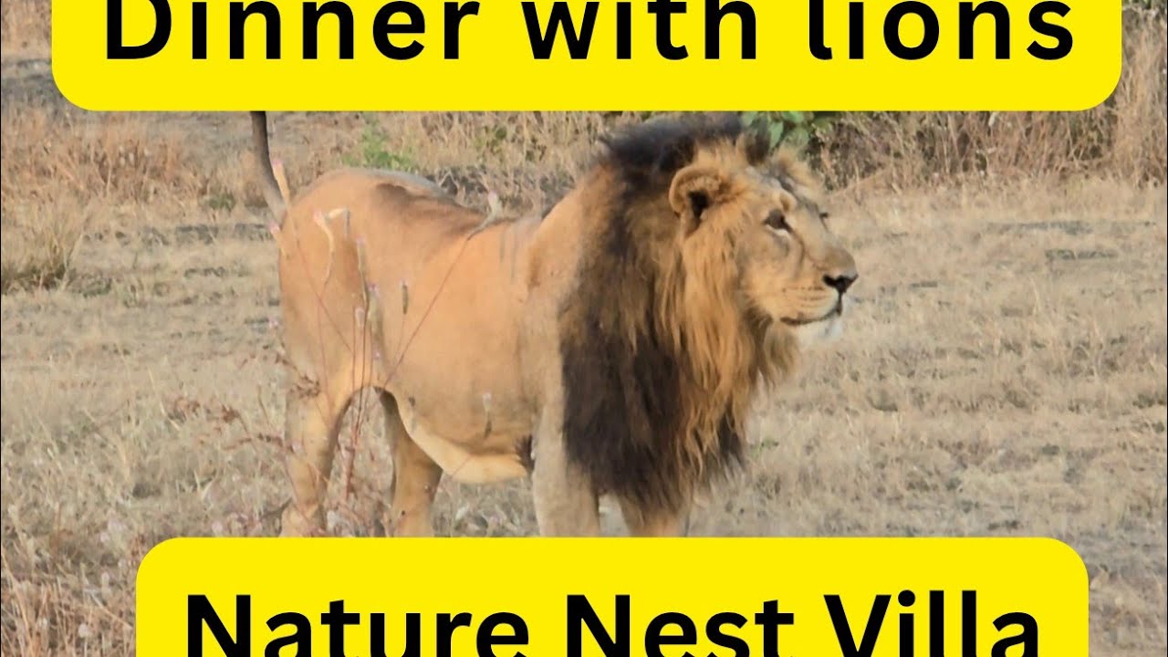 Jungle Stay with Lions and leopards