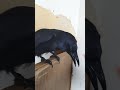 ヒナ疑惑のある9歳のカラスのグェグェがすごい